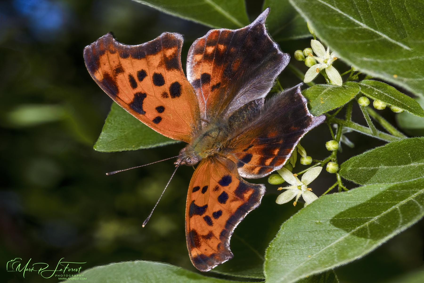 Question Mark Butterfly, Ladybird Wildflower Center, Austin, Texas